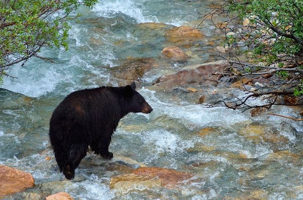 Canada-Alberta-Banff National Park American black bear sow crossing creek